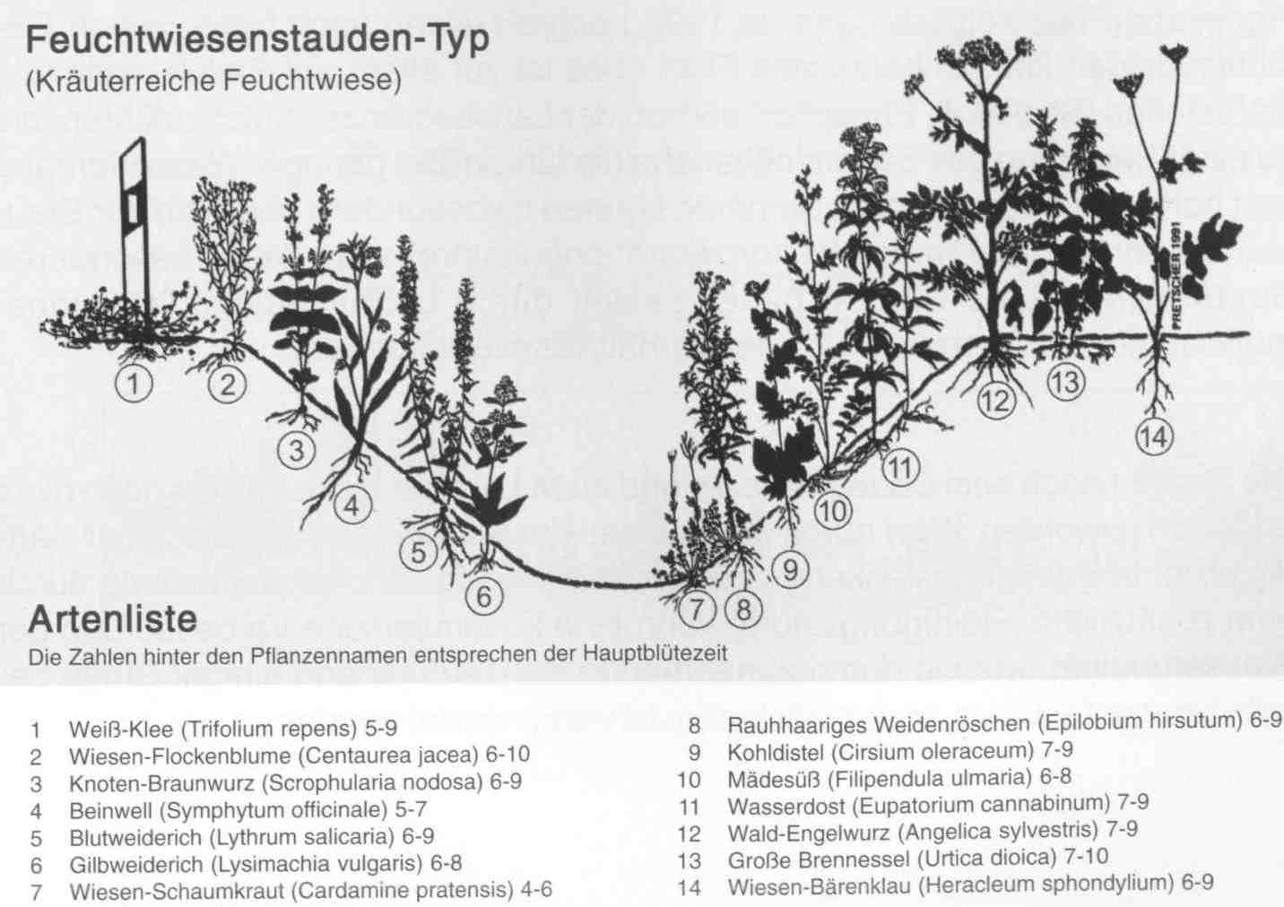Feuchtwiesenstauden Typen