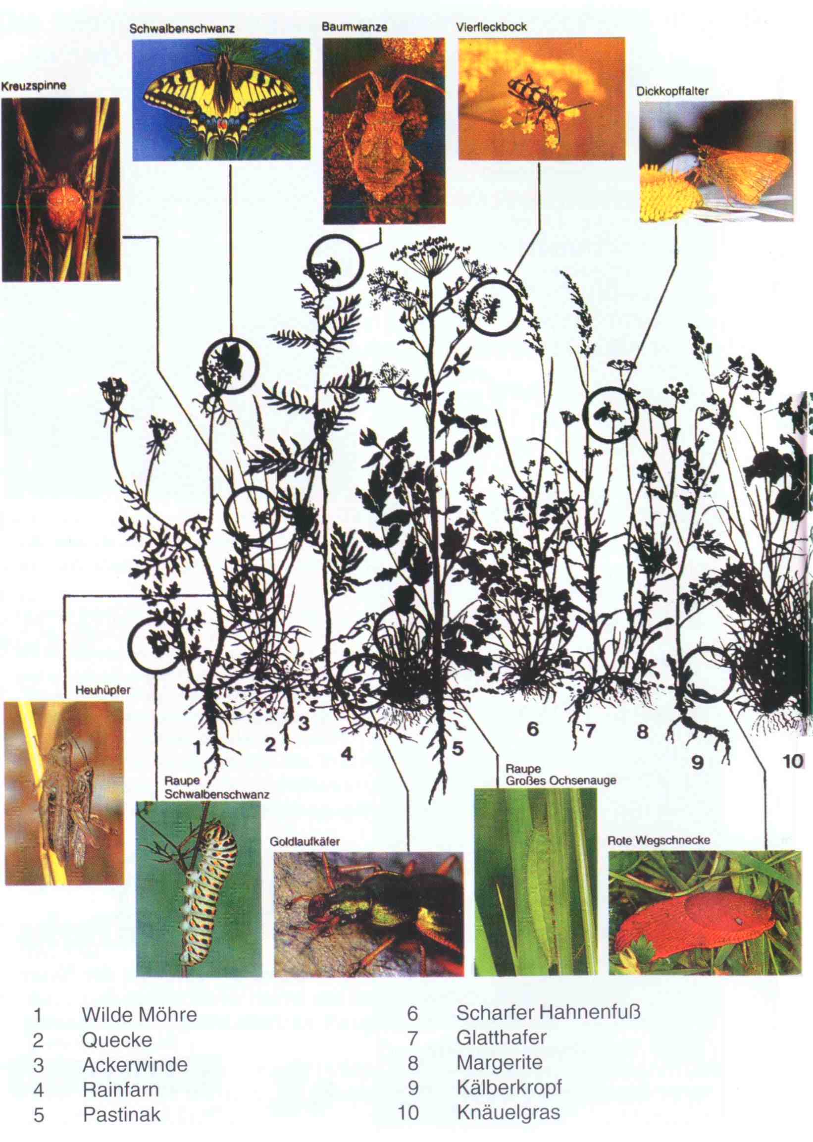 Wegr�nder und deren einzigartige Vielfalt an Bl�ten und Insekten